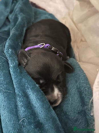 Mixed Breed dogs Labrador cross Dalmatian puppies - Advert 1