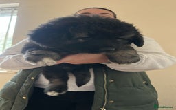 Caucasian Shepherd Dog dogs for sale:  ⭐️Caucasian shepherds⭐️puppies #bears big boned   - Image 13