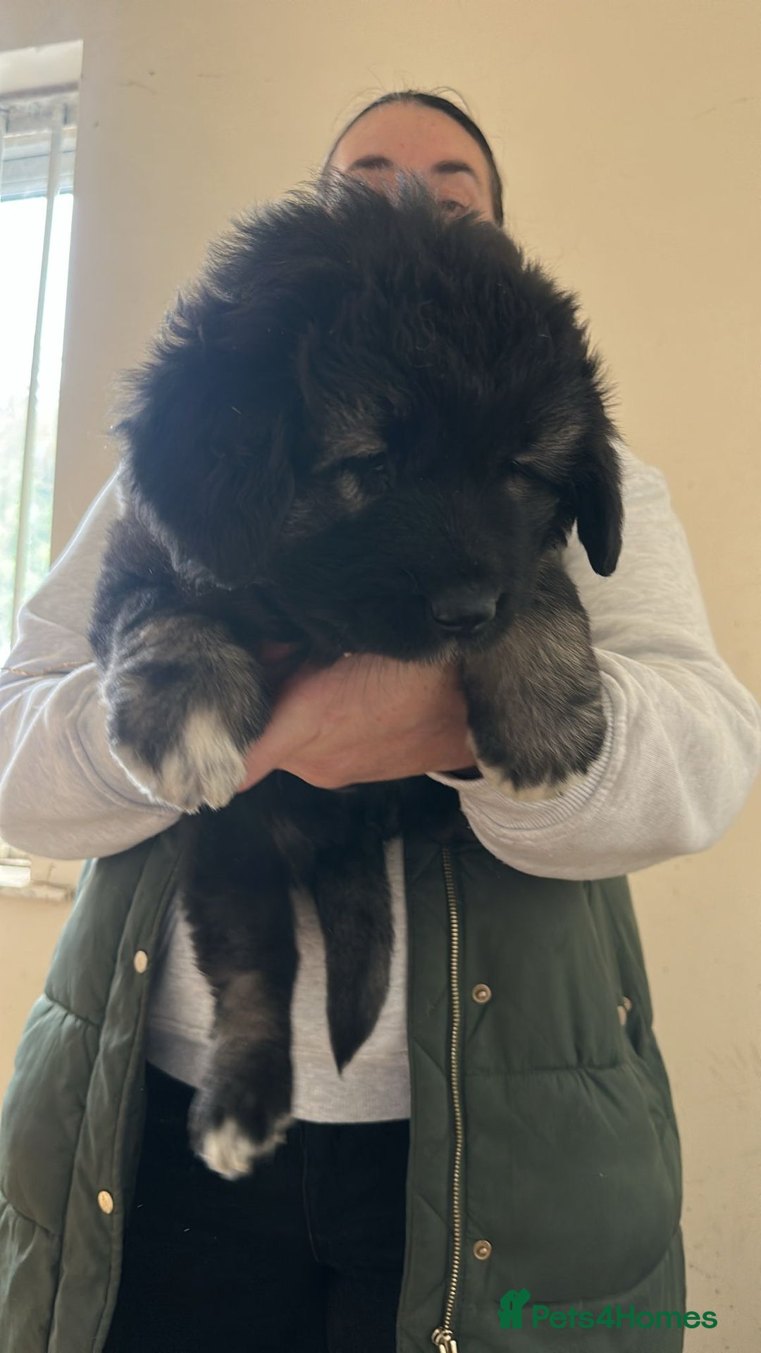 Caucasian Shepherd Dog dogs for sale:  ⭐️Caucasian shepherds⭐️puppies #bears big boned   - Image 13
