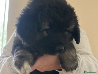 Caucasian Shepherd Dog dogs - Advert 30