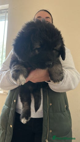 Caucasian Shepherd Dog dogs - Advert 1