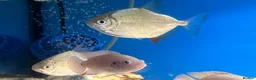 Cichlids fish for sale: Malawi cichlid  - Advert 3