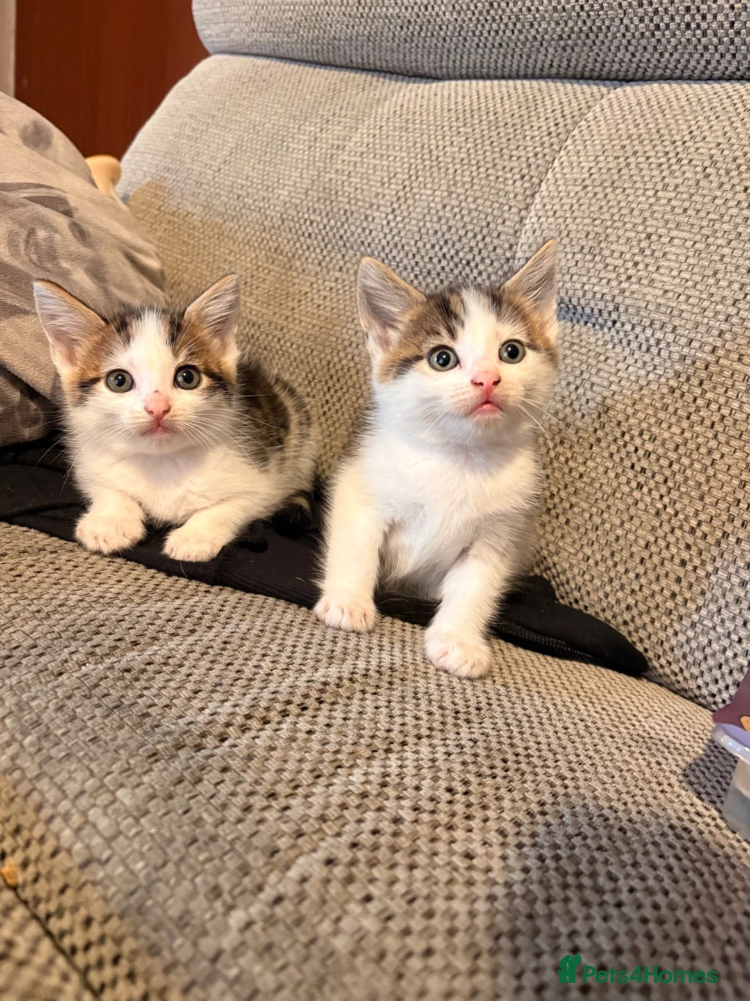 Mixed Breed cats for sale: 2 male kittens  in Macclesfield - Advert 2