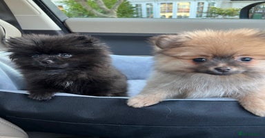Pomeranian dogs - Advert 10