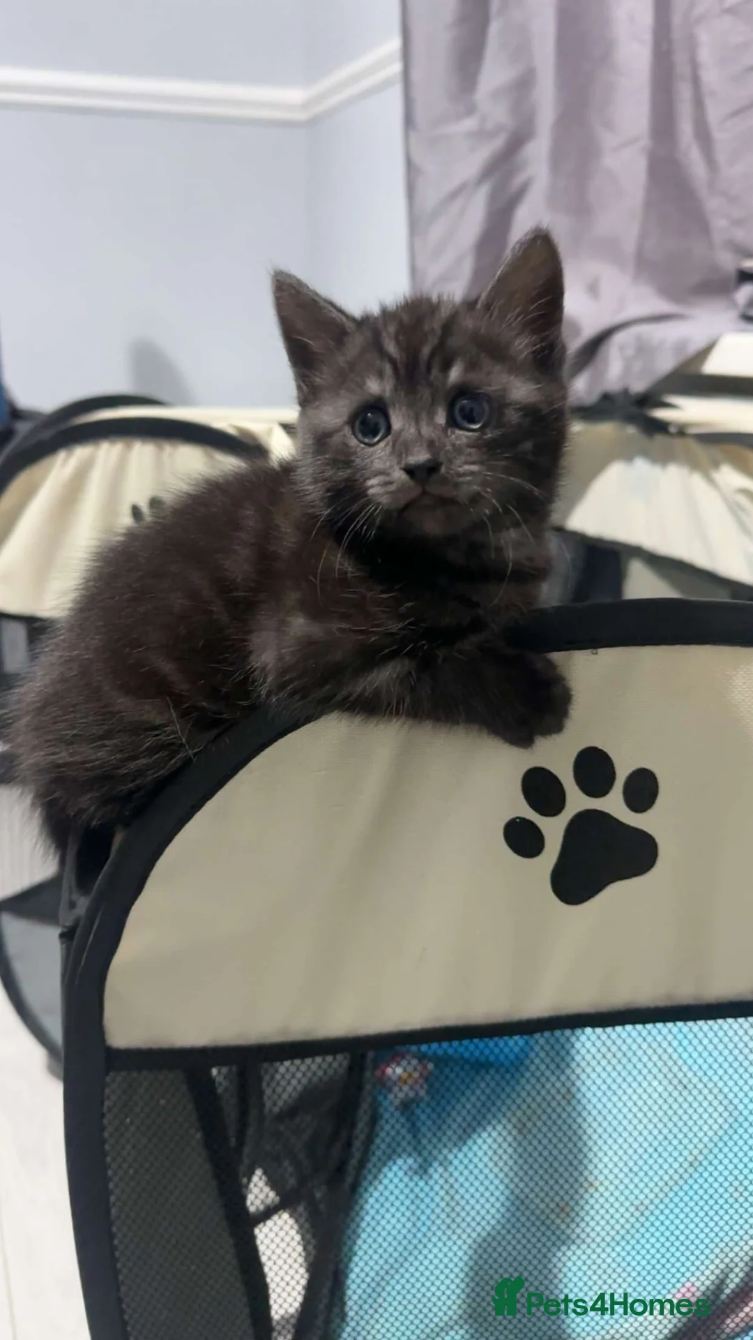 British Shorthair cats for sale: Russian blue X Silver tabby BSH kitten for sale - Advert 2