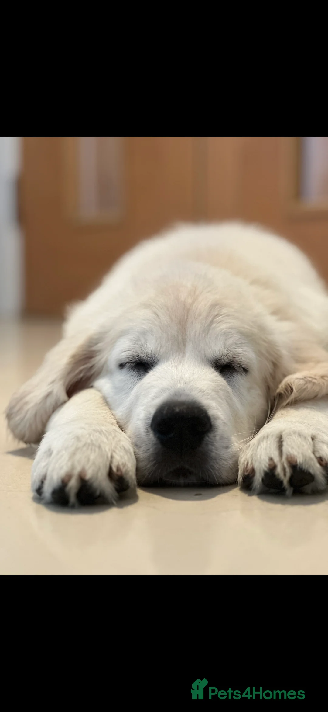 Golden Retriever dogs for stud: STUD KC FULLY HEALTH TESTED PROVEN TRAMIN IMPORT  in Blackpool - Advert 2