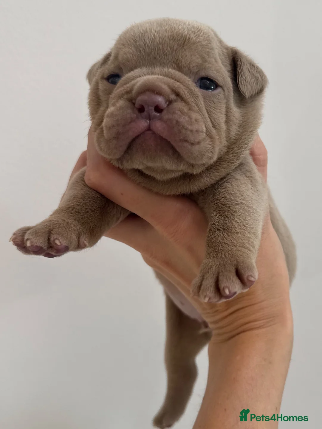 English Bulldog dogs for sale: KC English Bulldogs - stunning & health tested - Advert 2