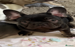 French Bulldog dogs for sale: 7 months old boys  - Image 4