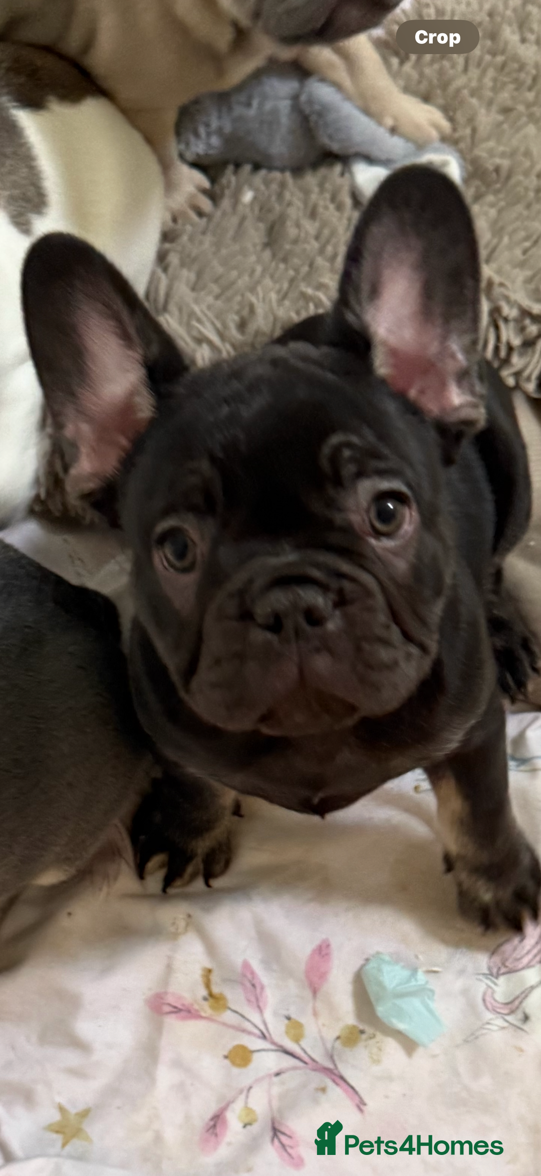 French Bulldog dogs for sale: 7 months old boys  - Image 4