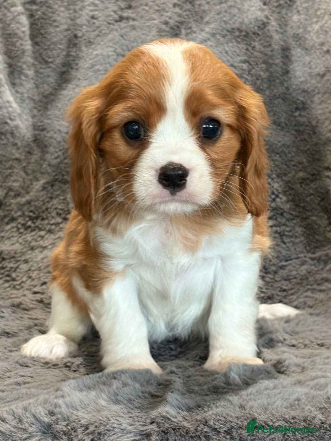 Cavalier King Charles Spaniel dogs for sale: Health Tested cavalier puppies  - Image 20