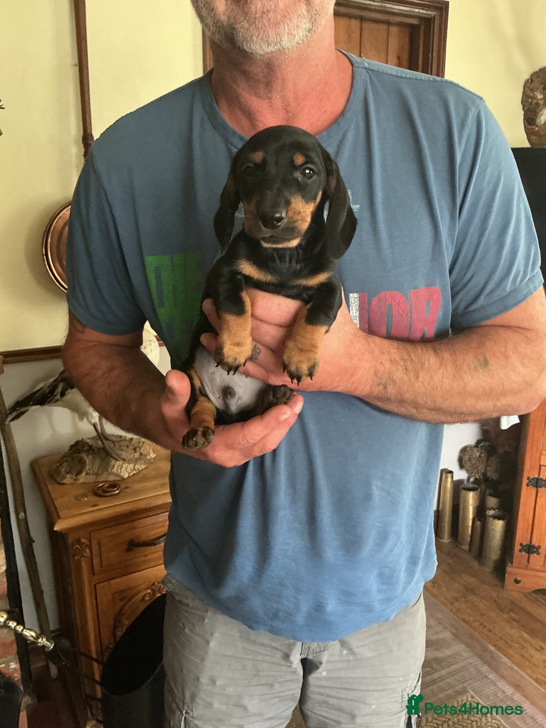 Dachshund dogs for sale: Dachshunds pure bred puppies for sale - Image 20