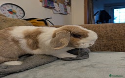 Lionhead rabbits for sale: Mini lionhead and mini lop - Image 3