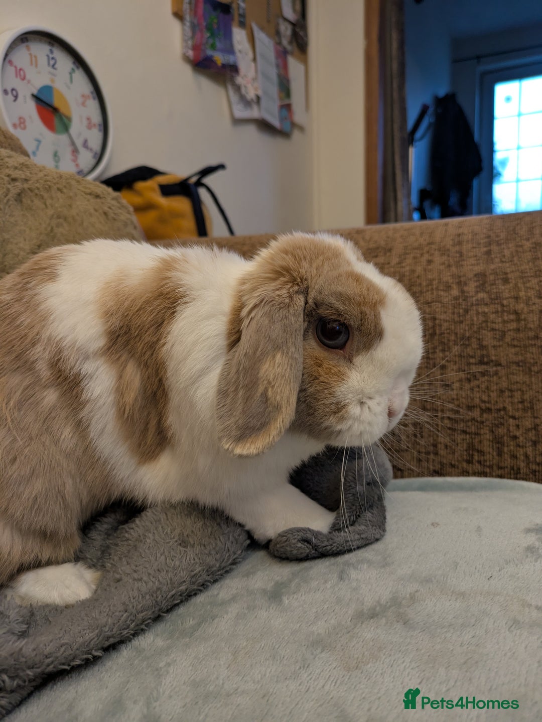 Lionhead rabbits for sale: Mini lionhead and mini lop - Image 3