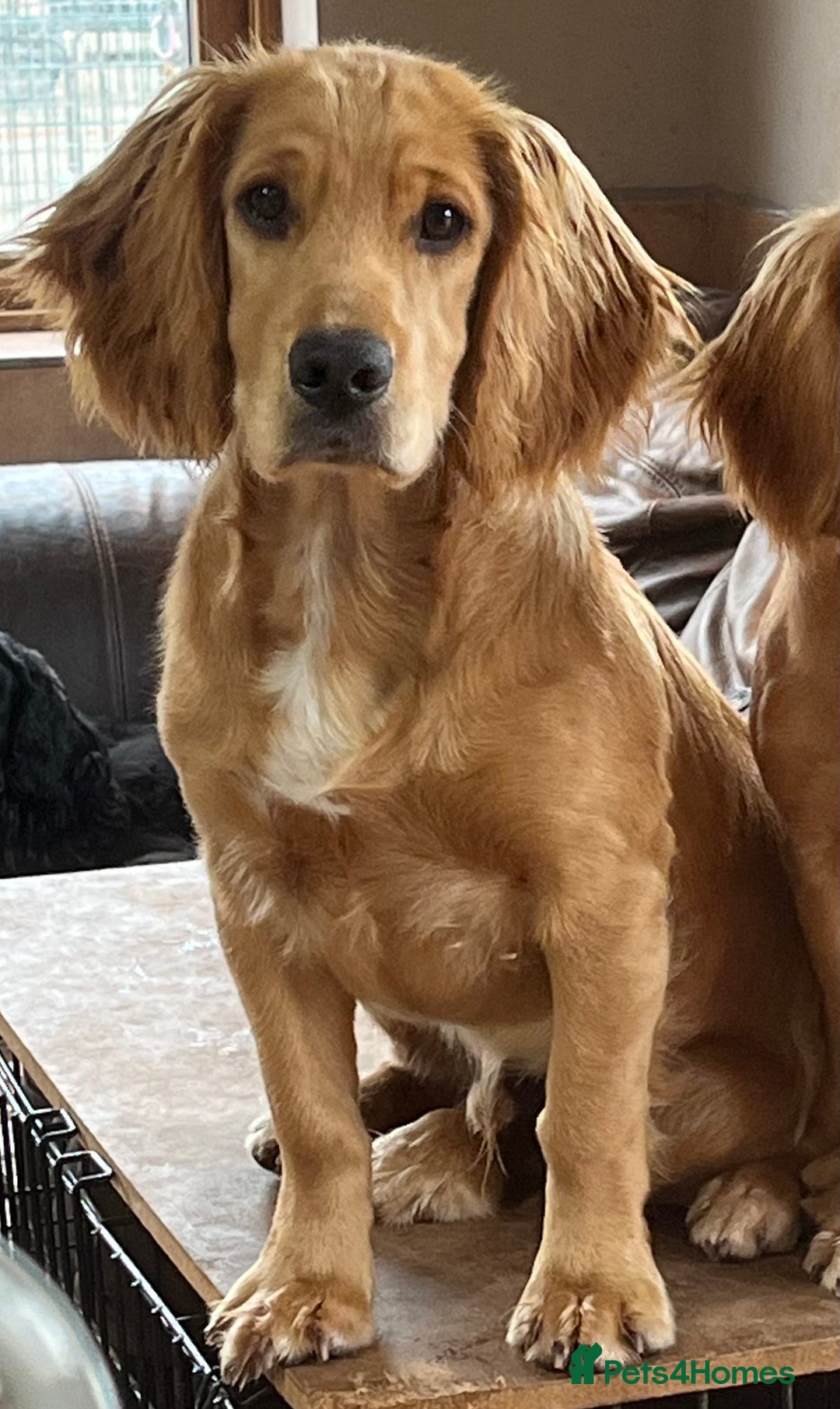 Sprocker dogs for sale: My sweet peas SPECIAL indeed x - Image 13