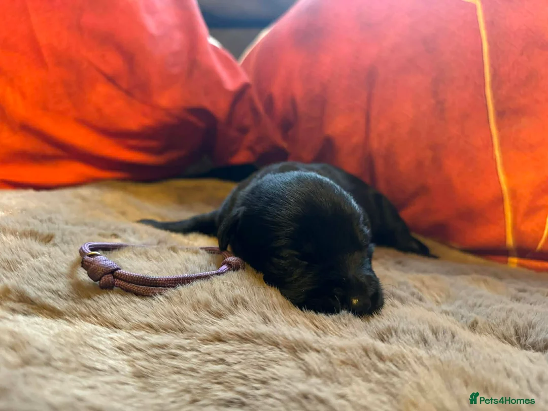 Mixed Breed dogs for sale: Labrador retriever cross - Advert 11