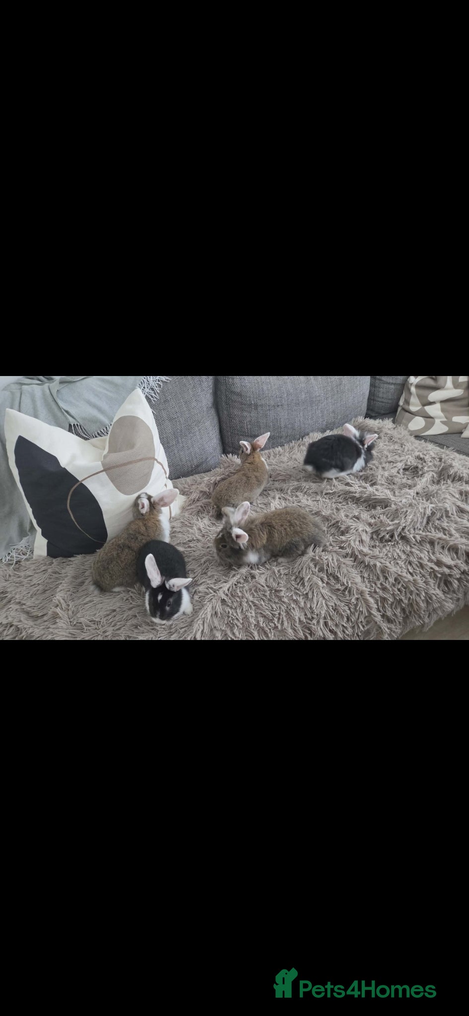 Mixed Breed rabbits ​Stunning French Lop x Lionhead Baby Rabbits - Advert 1