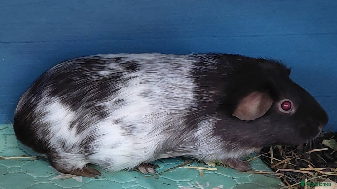 Guinea Pig rodents for sale: 3 male baby piggies for sale - Advert 15