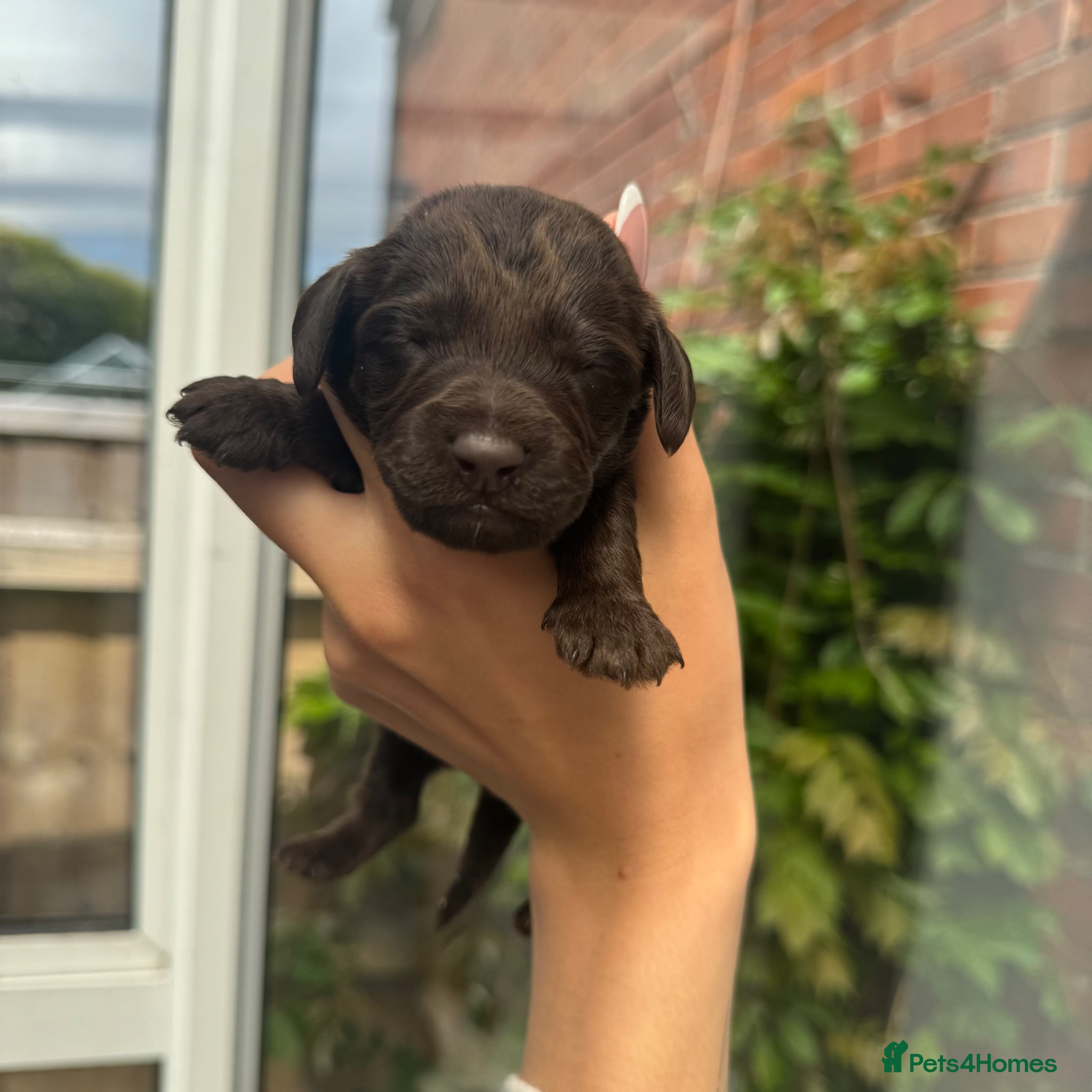 Mixed Breed dogs for sale: doxiepoo pups x2 female x4 male  - Advert 10