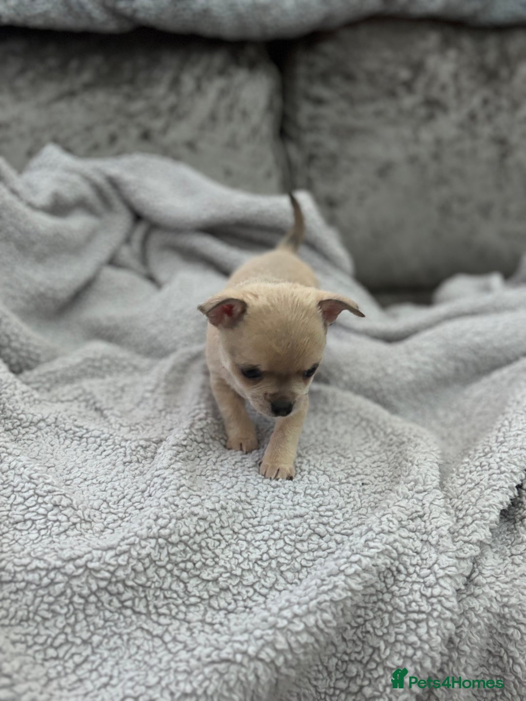 Chihuahua dogs for sale: KCREG Long/Shorthair chihuahua Champ/russian Lines - Advert 24