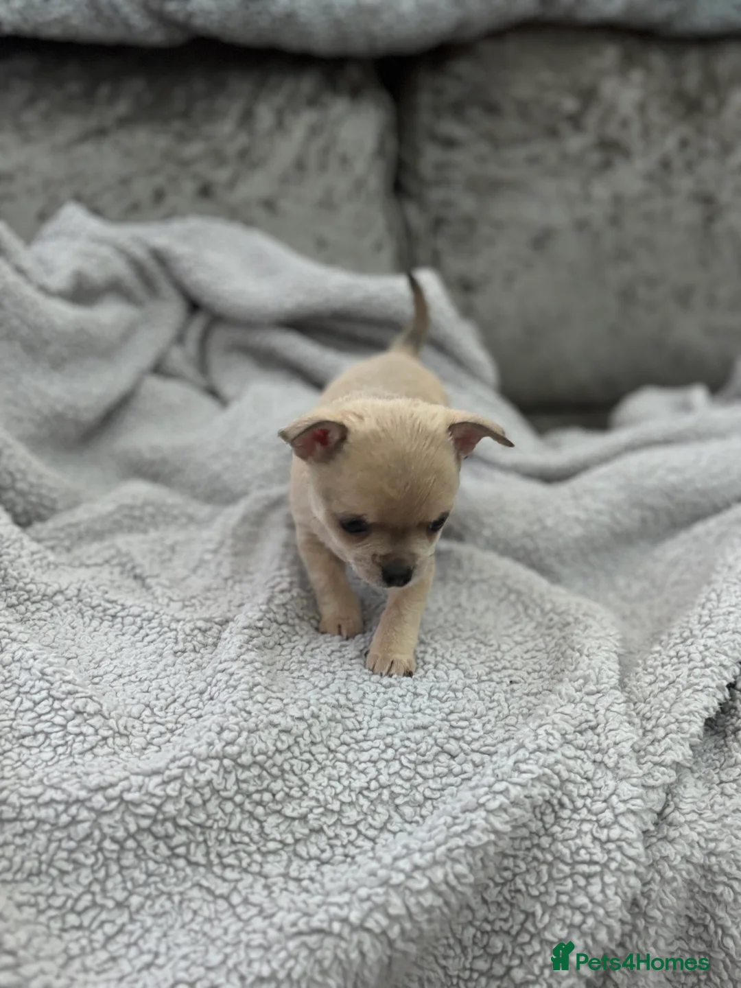 Chihuahua dogs for sale: Last boy KC REG chihuahua Champ/russian READY NOW - Advert 18
