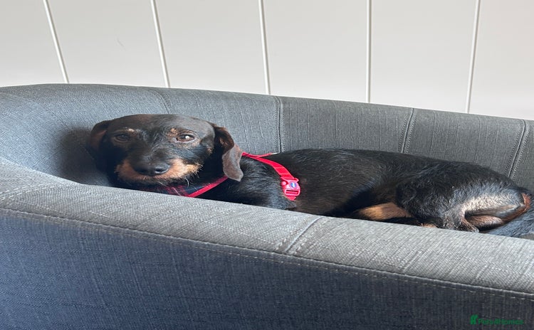 Miniature Dachshund dogs for stud - Advert 2