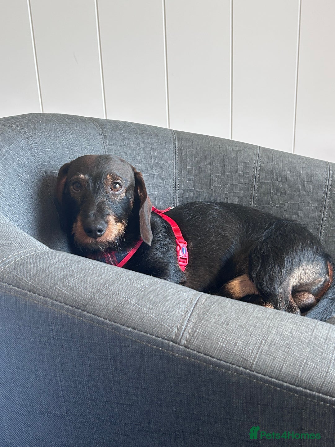 Miniature Dachshund dogs for stud: Miniature Long Haired Wired Dachshund  - Image 1