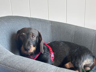 Miniature Dachshund dogs - Advert 3