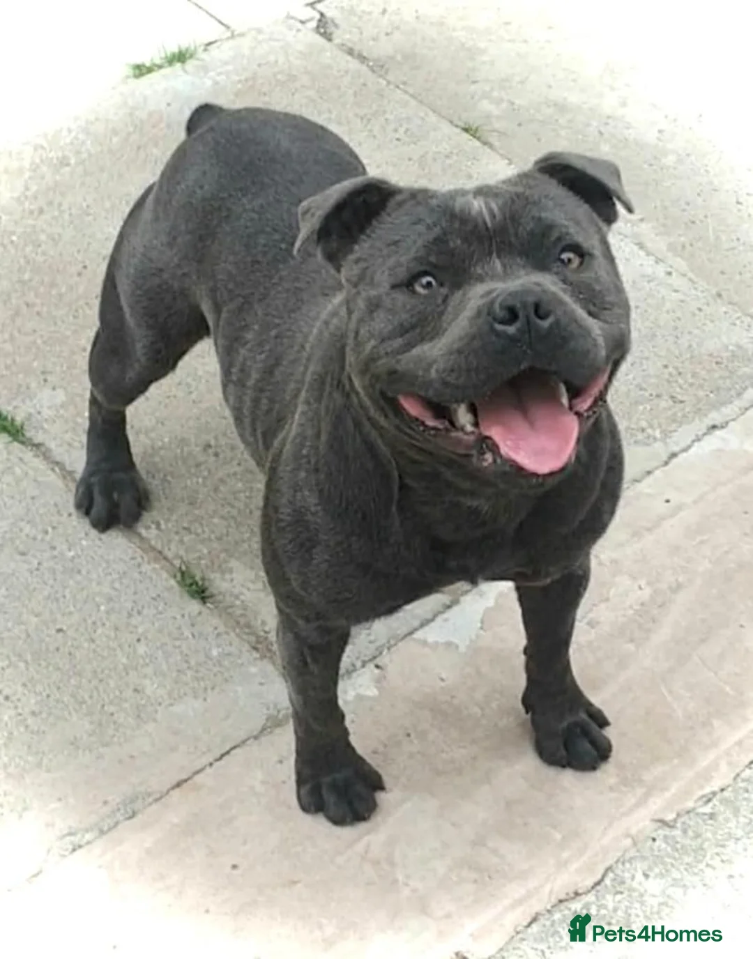 Staffordshire Bull Terrier dogs for sale: Short Blue boy - Advert 2