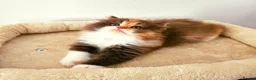 Persian cats for sale: Rare Brown Calico Persian Kitten - Advert 3