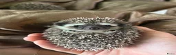 Pygmy Hedgehog rodents for sale: Two Gorgeous Hoglets for Loving Forever Homes - Advert 9