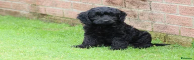 Cockapoo 3