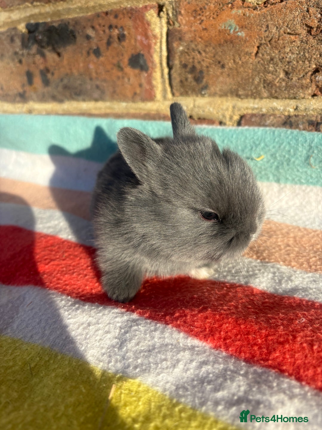Netherland Dwarf rabbits for sale: Sweet Blue Netherland Dwarf bunnies  - Advert 14