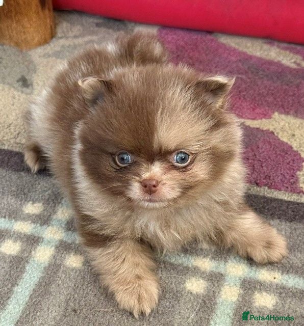 Pomeranian dogs Only UK Pomeranian Pups All 263 DNA tests clear  - Advert 1