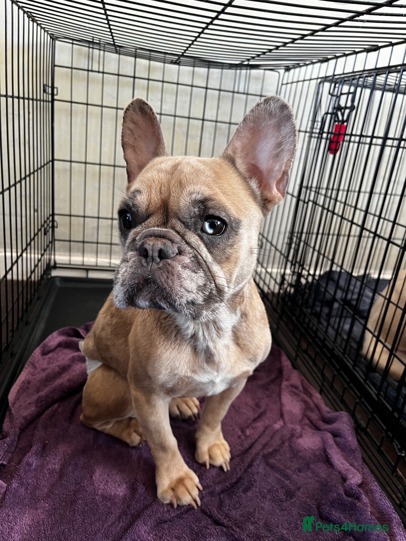 French Bulldog dogs 2x kc French  bulldogs  - Advert 1