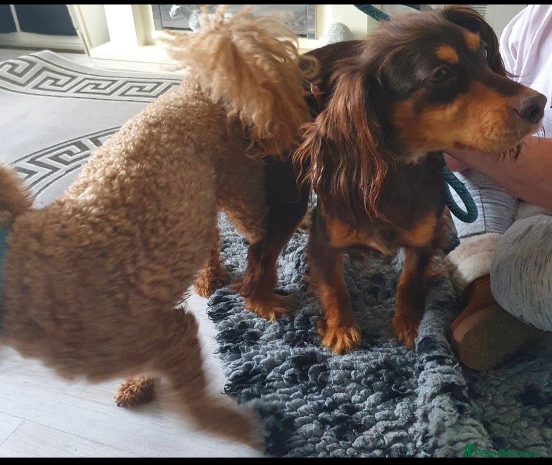 Miniature Poodle dogs for stud: Red Miniature Poodle Stud package Available  in Southampton - Advert 15