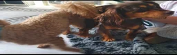 Miniature Poodle dogs for stud: Red Miniature Poodle Stud package Available  in Southampton - Advert 15