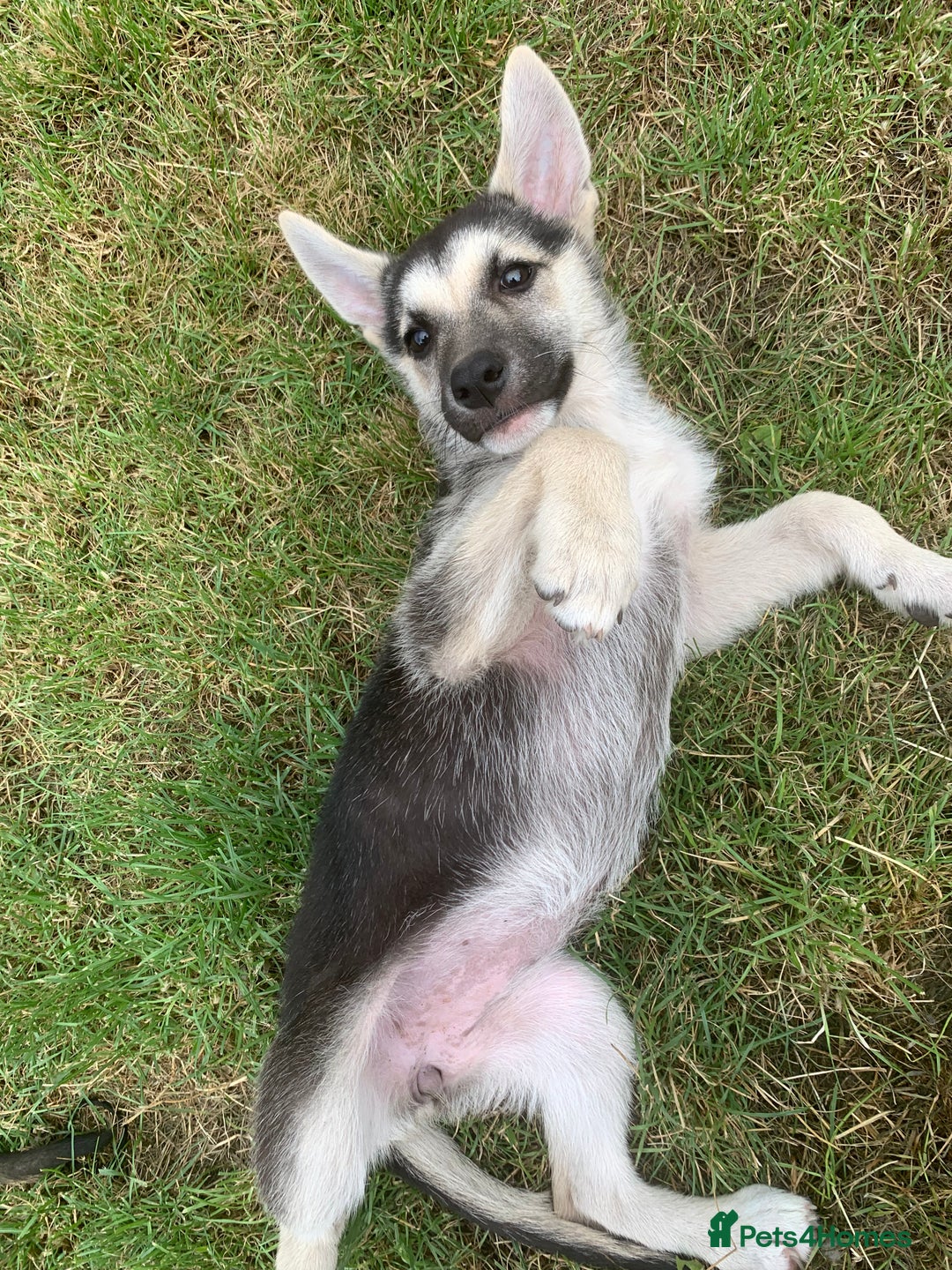 Shepsky dogs for sale: 2 beautiful Shepski puppies for sale  - Image 3