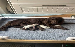 Cocker Spaniel dogs for sale: Cocker Spaniel Puppies - Image 1