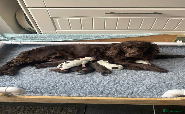 Cocker Spaniel dogs - Advert 1