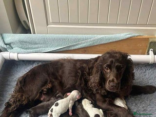 Cocker Spaniel dogs Cocker Spaniel Puppies - Advert 15