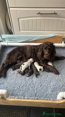 Cocker Spaniel dogs - Advert 1