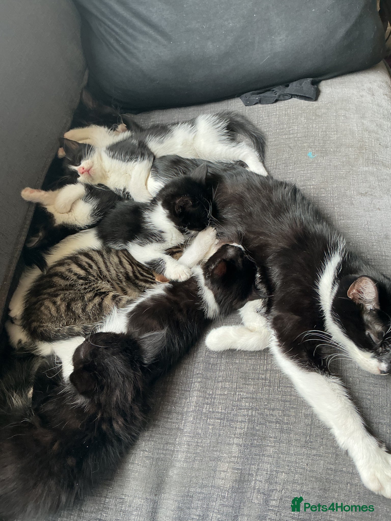 Mixed Breed cats 6 Beautiful kittens ready for loving homes. - Advert 3