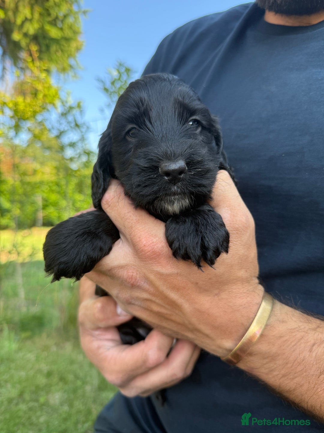 Cockapoo dogs for sale: F1 Cockapoo Puppy’s  - Image 10