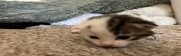 Mixed Breed cats for sale: Cute kittens - Advert 9