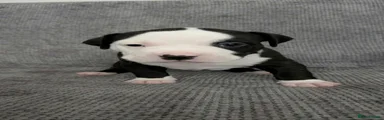 American Bull Staffy 2