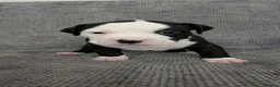 American Bull Staffy dogs for sale: Puppies for sale  - Advert 7