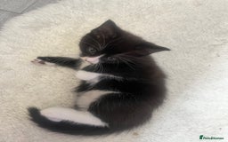 Norwegian Forest Cat cats for sale: Norwegian forest X kittens  - Image 9