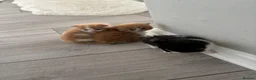 Mixed Breed cats for sale: Beautiful baby kittens  - Advert 12