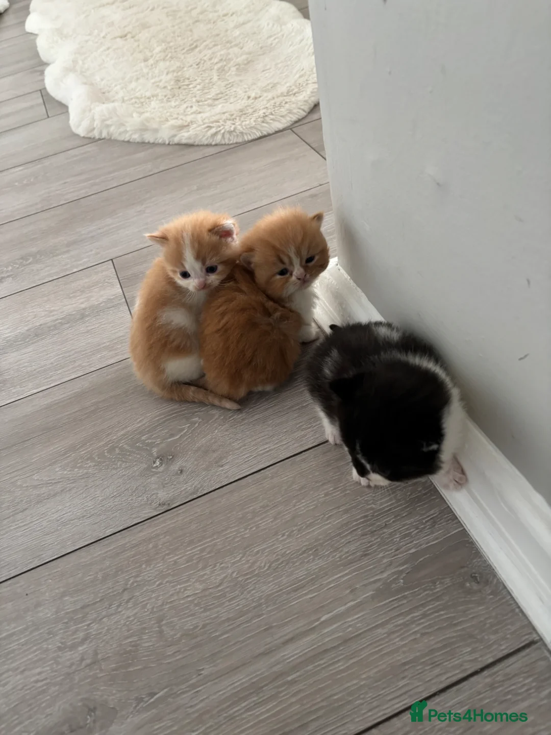 Mixed Breed cats for sale: Beautiful baby kittens  - Advert 12