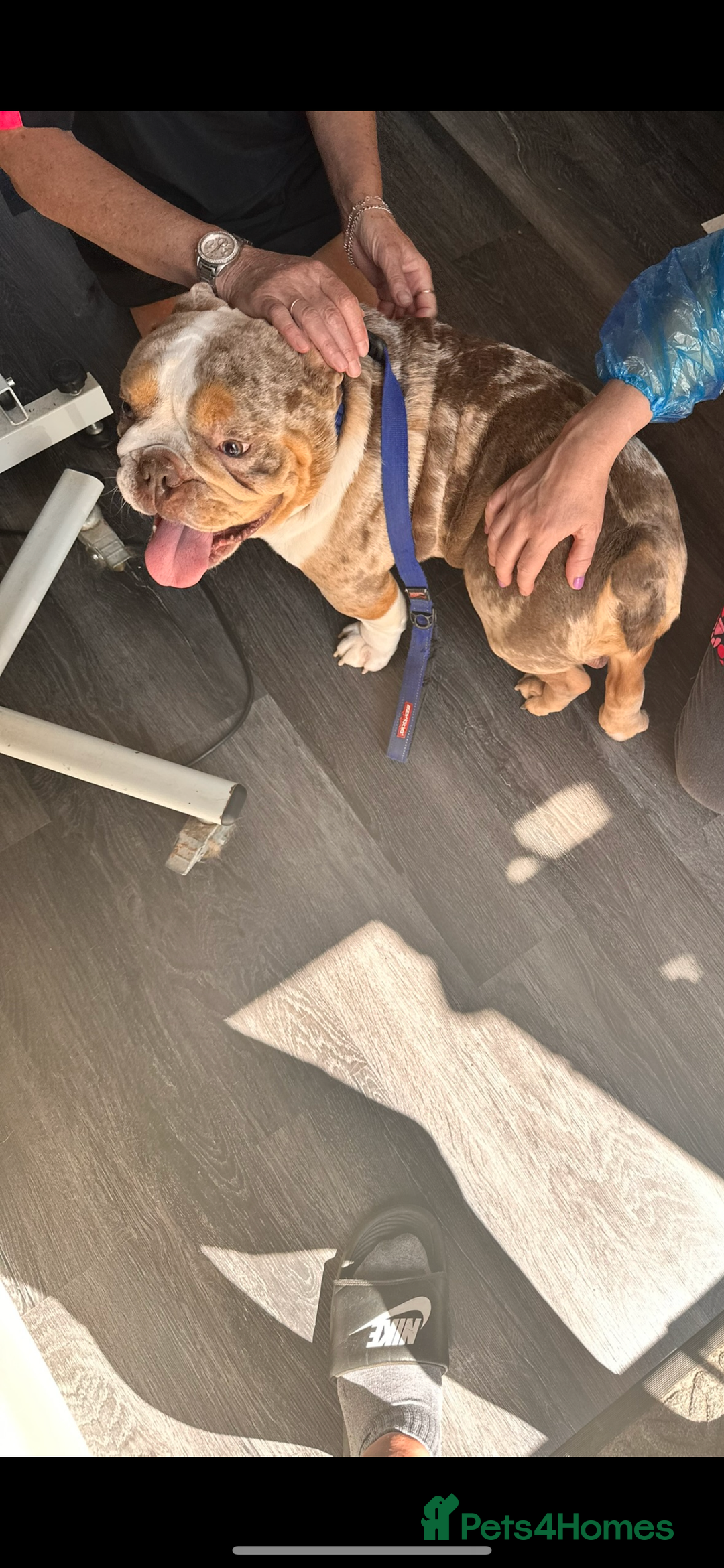 English Bulldog dogs for sale: Azzy  - Image 2